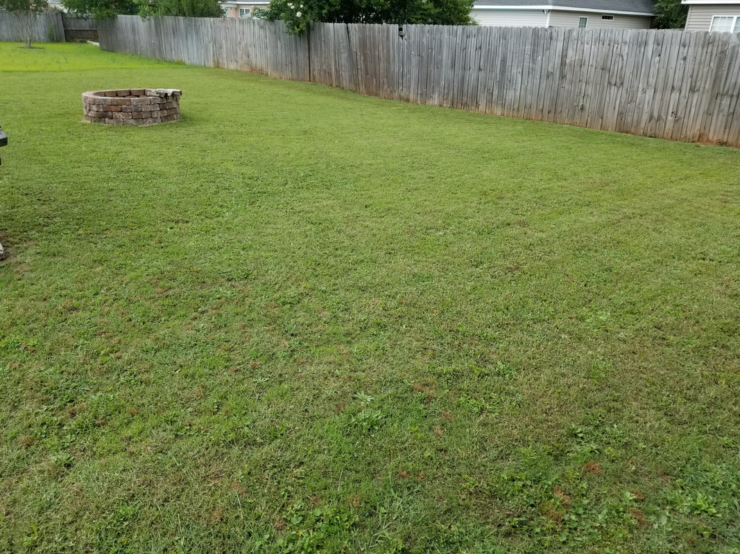 BermudaBen's Maya Lawn Journal The Lawn Forum