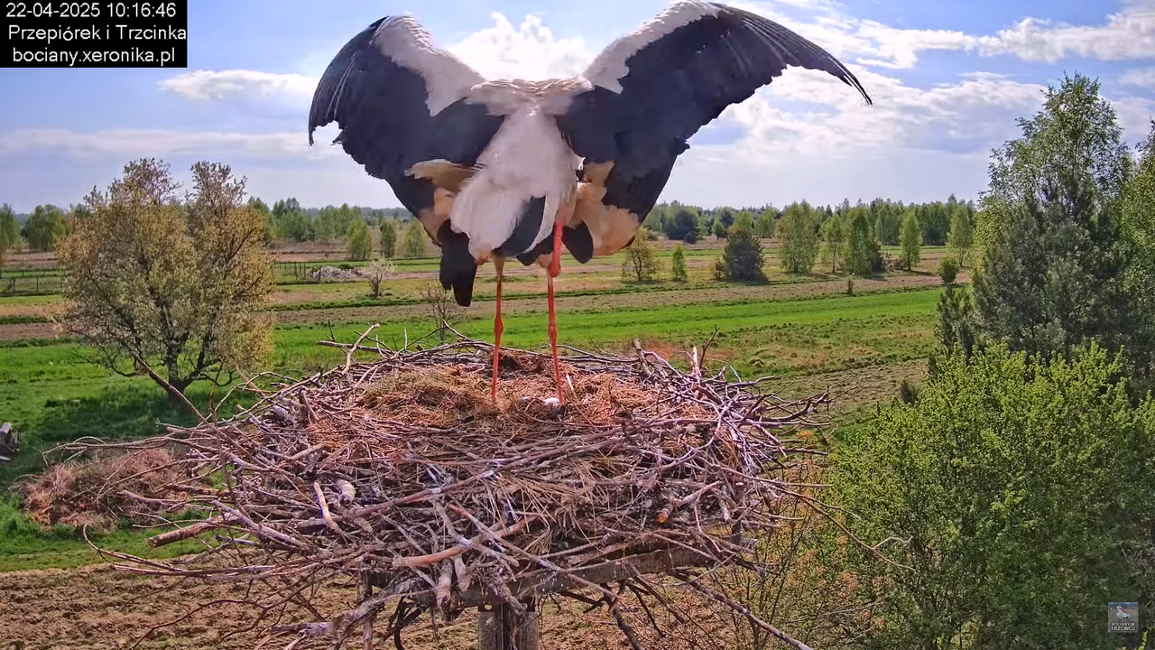 22042025bociany6