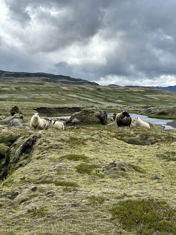 30/06/2025 VUELTA A LAS TIERRAS ALTAS,TREKKING A HULDUFOSS,CAÑON FJADRÁRGLJUFR.. - 2º VIAJE A LA TIERRA DEL HIELO Y FUEGO DE 21 DIAS (en construcción) (21)