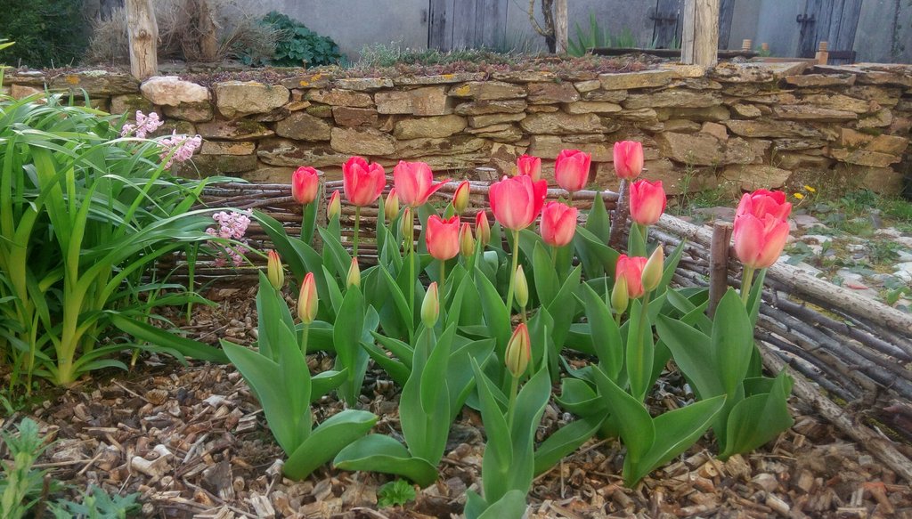 Tulipes-Roses.jpg