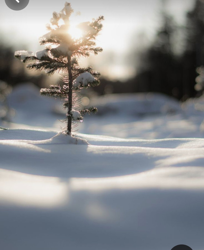 Screenshot_20231212_200354_Pinterest