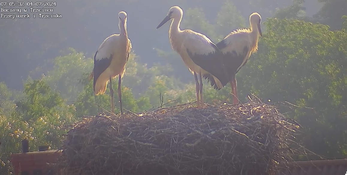 miejserceipatrzajwbocka