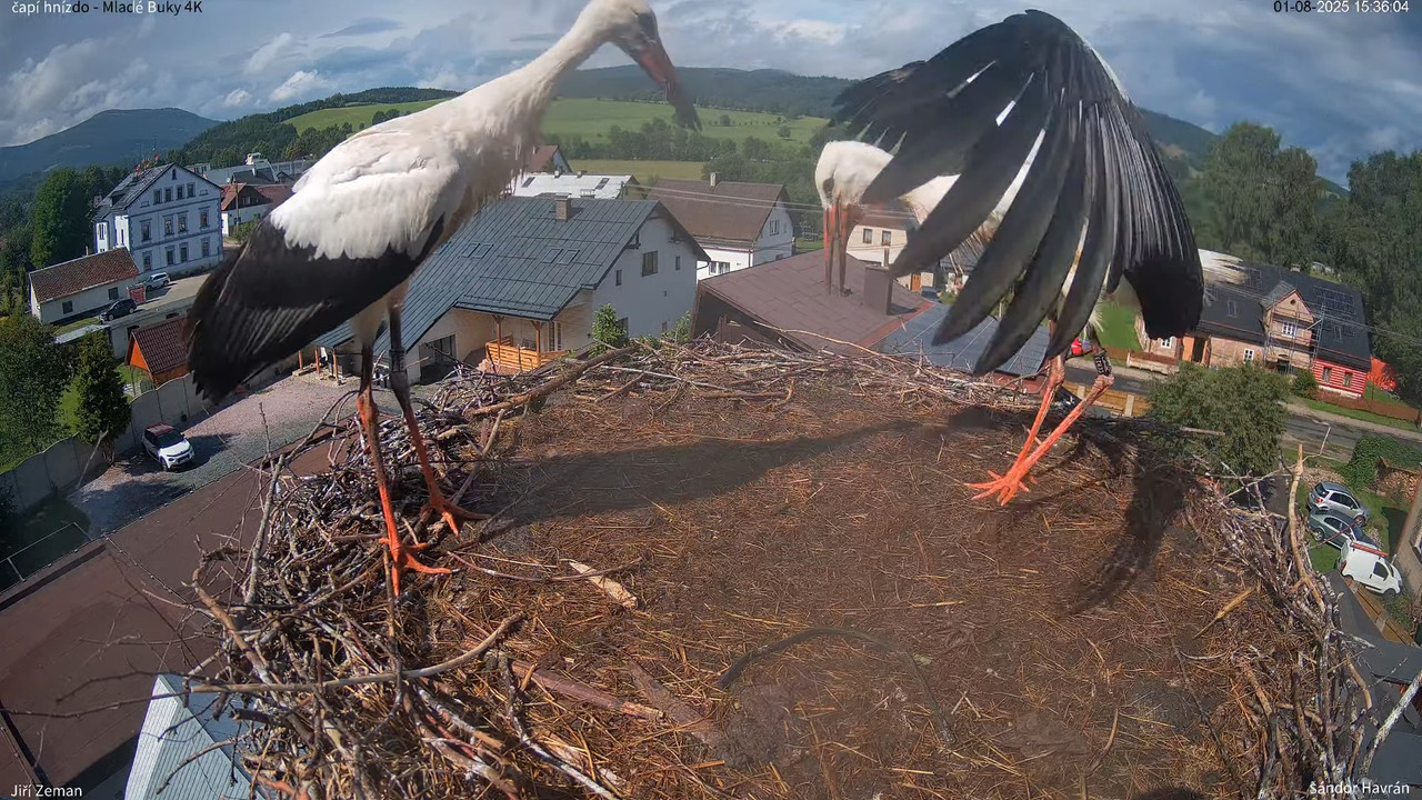 Tiešraides kamera — Mladé Buky — stārķa ligzda 4K 11-7-49 screenshot