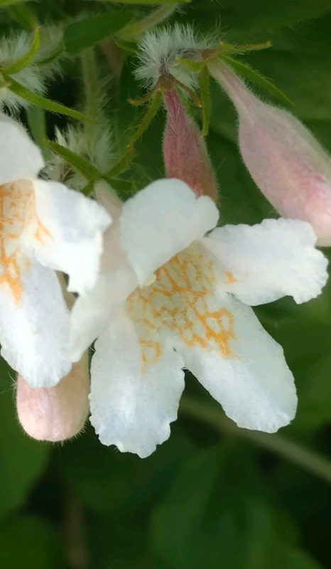 Dernières pensées pour un membre adorable