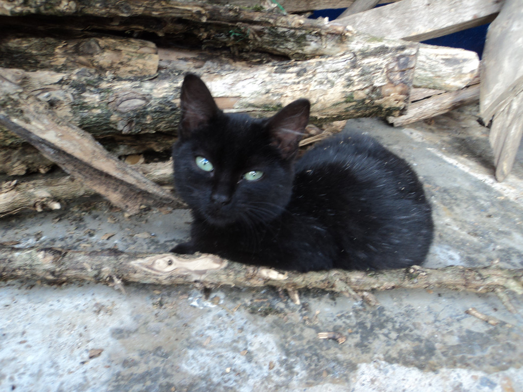 Gato-Negro-Henry-Ortiz-utima-1
