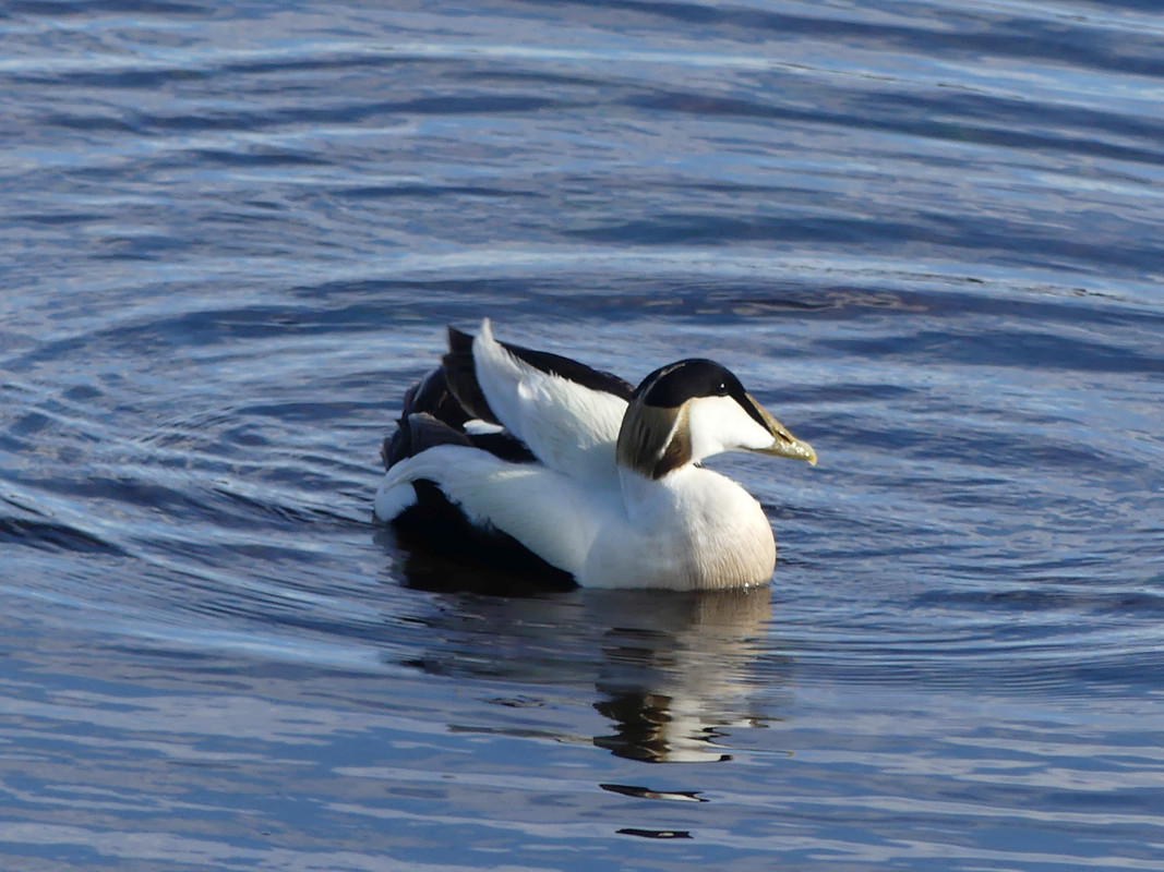 MALE EIDER 1