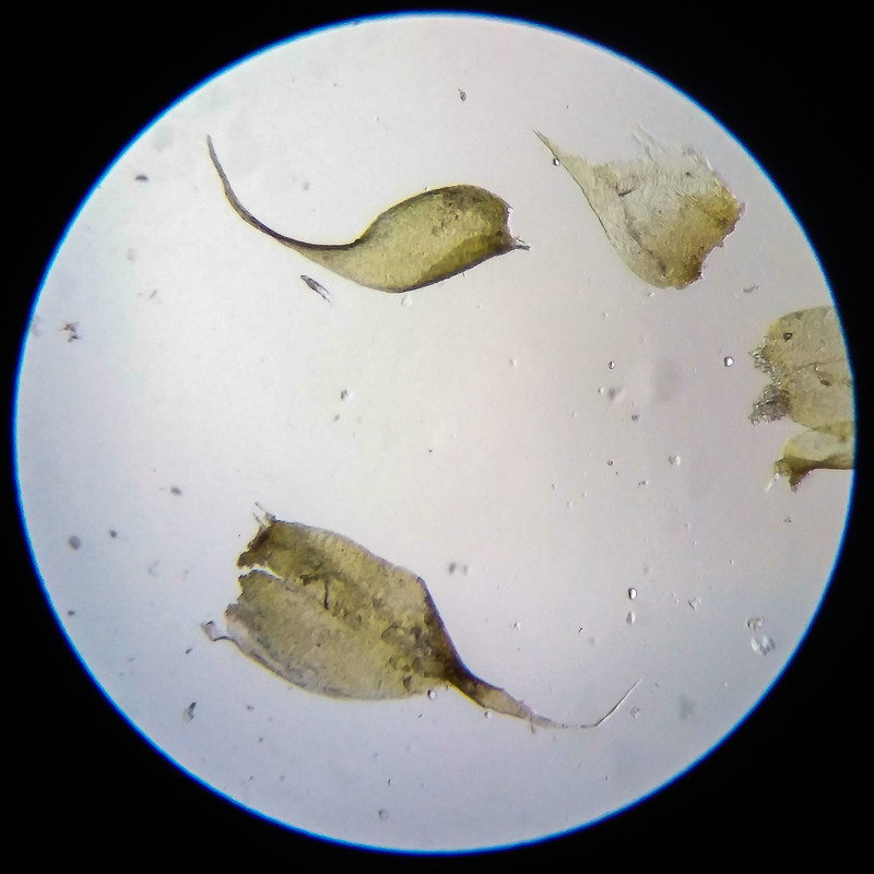 IMG 20250614 205258 HDR