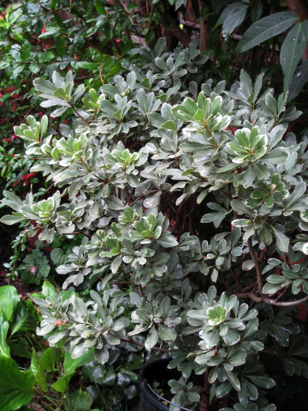 pittosporum_variagatum