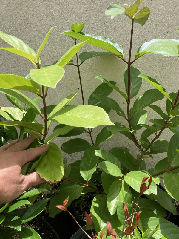 8266648E-91B1-4FC3-96F6-E108743F6BFB