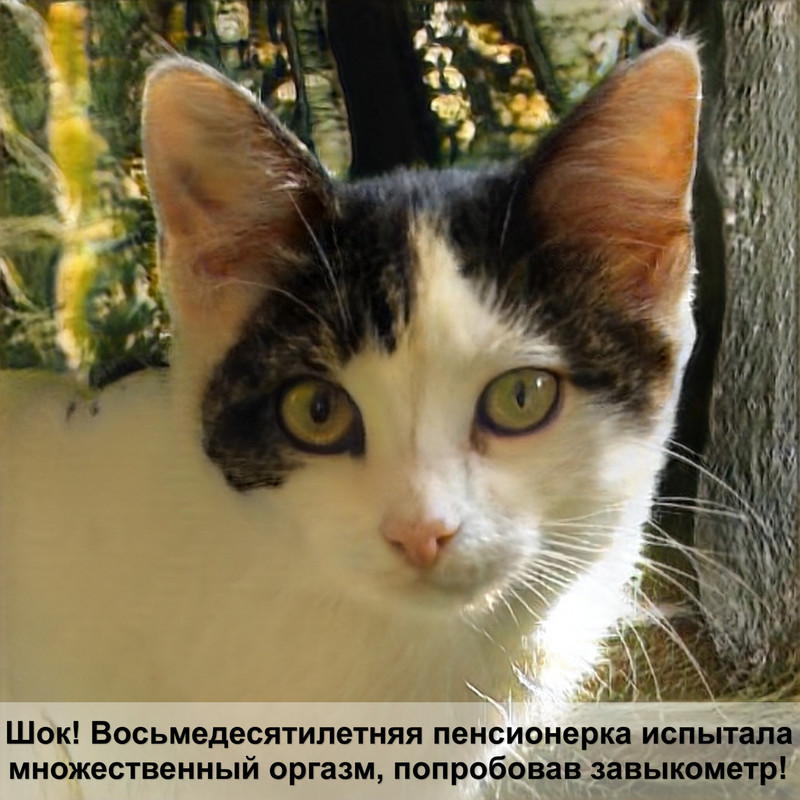 популярные окрасы кошек