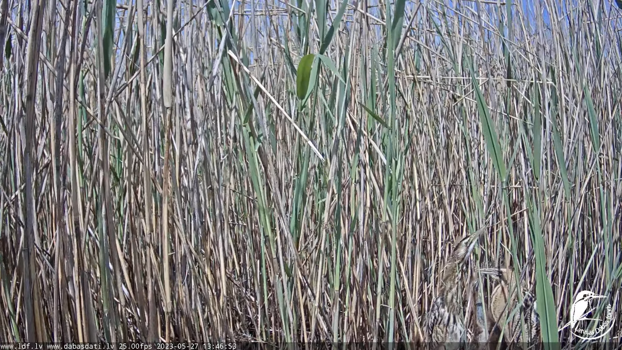 Lielais dumpis (Botaurus stellaris) Engurē - LDF tiešraide 13-54-38 screenshot