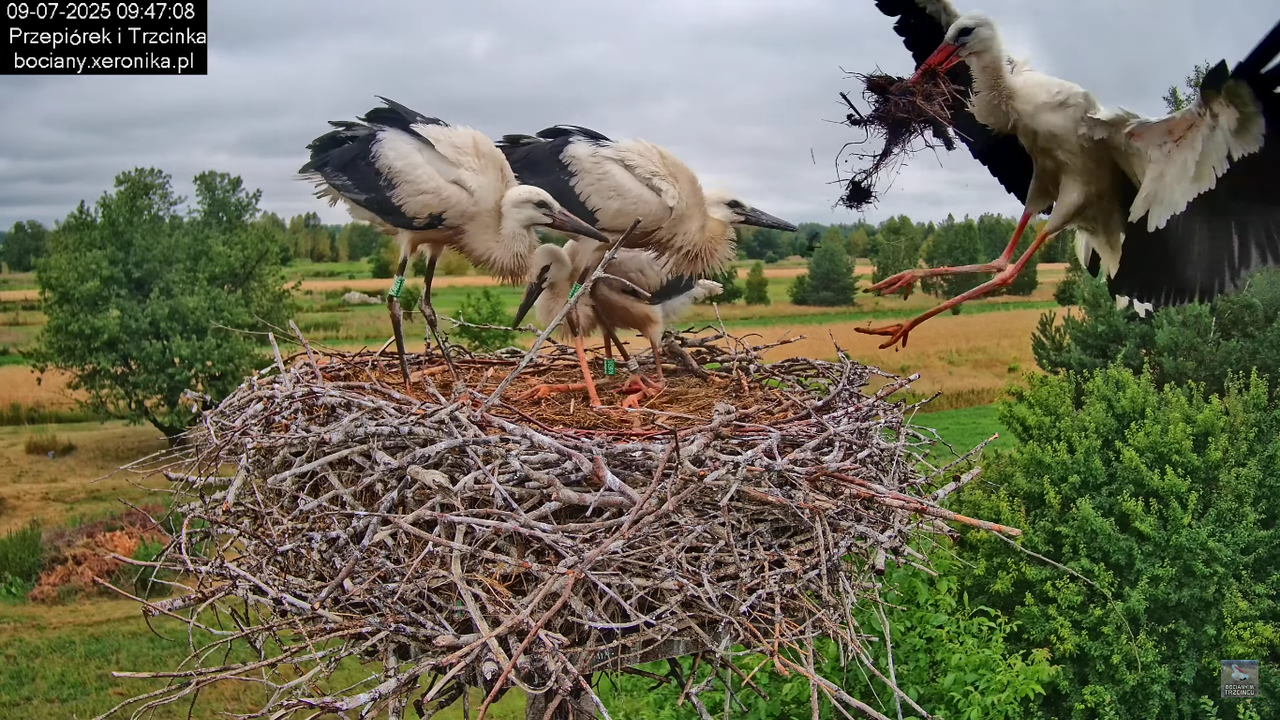09072025bociany40