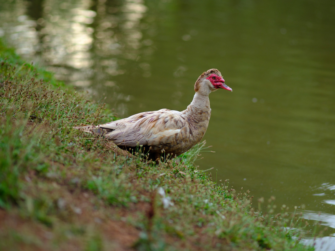 DSCF9555