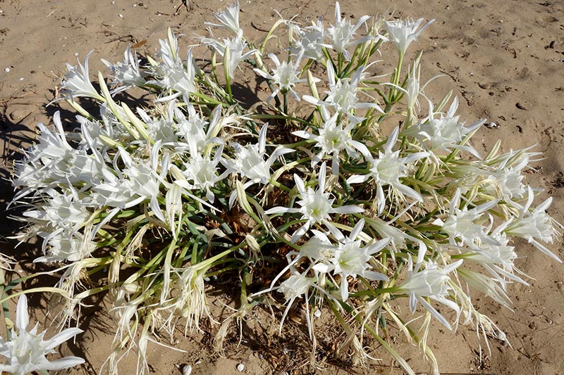 lis-de-mer-pancratium-maritimum-l-2