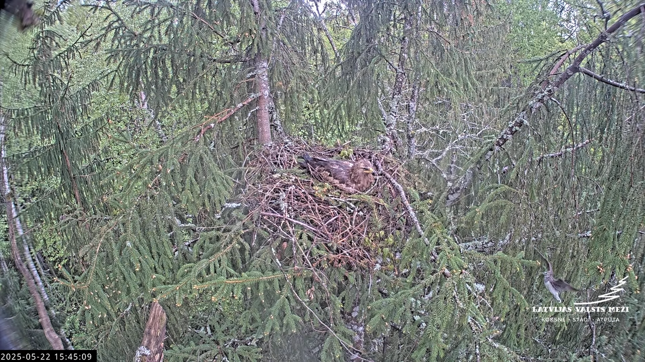 LVM mazais ērglis Lisiņa, egle2 – Lesser Spotted Eagle 14-57-43 screenshot