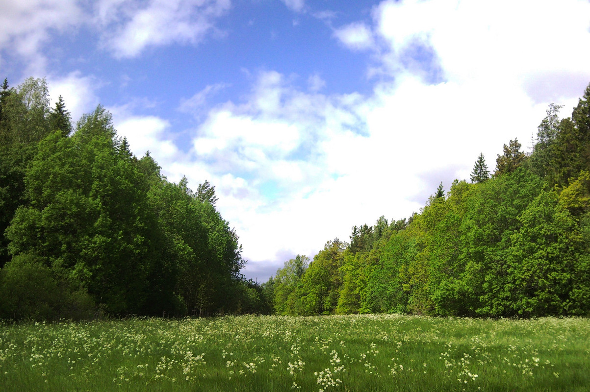 2015-06-07 @12-22-47 - metsäpelto