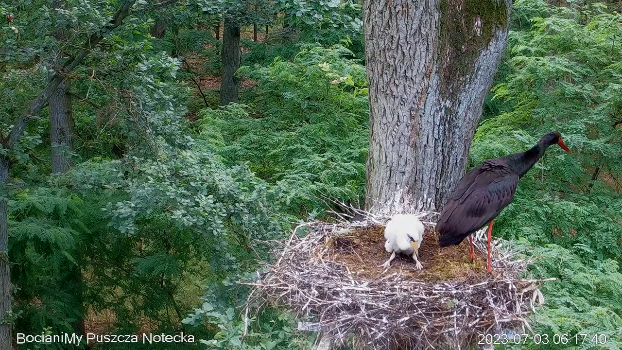 Melnais stārķis Online Puszcza Notecka _ Black stork Online Notecka Forest 9-53-35 screenshot