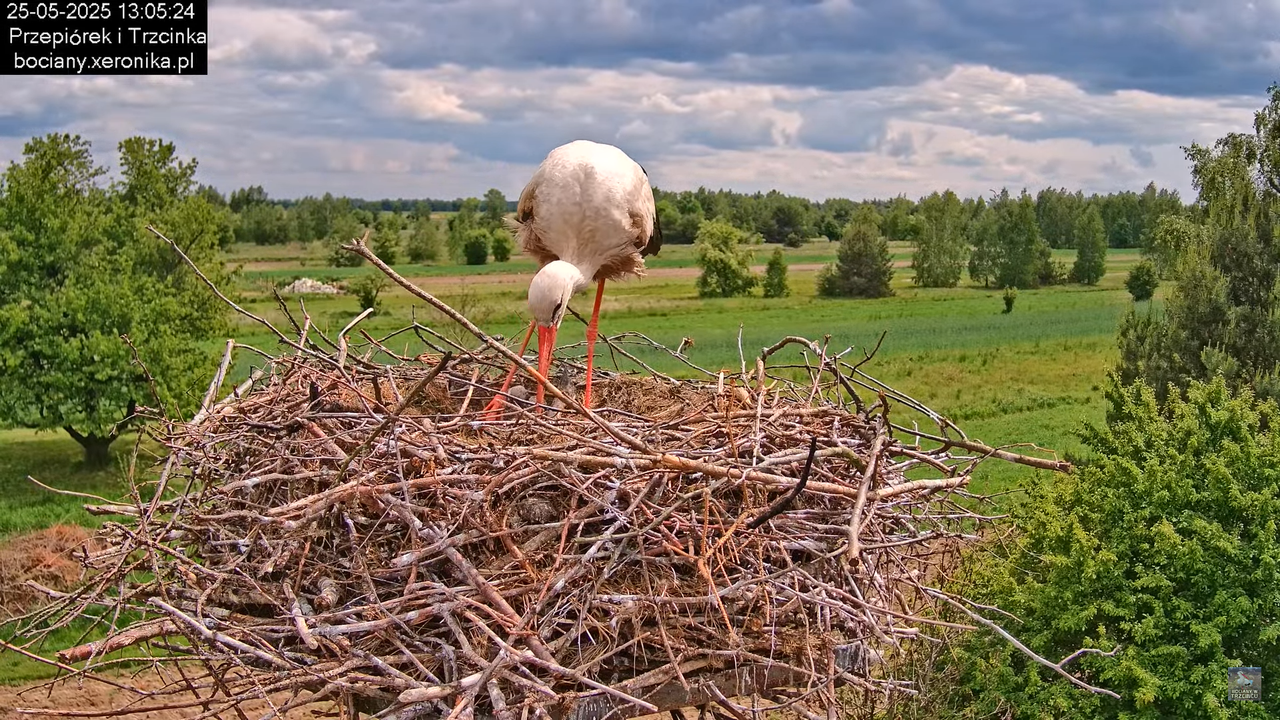 25052025bociany21