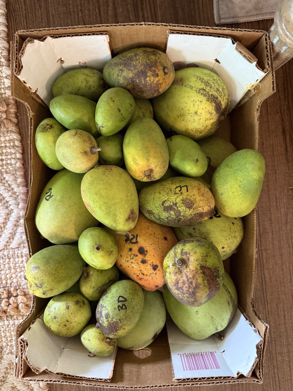 Mango MM 5 26