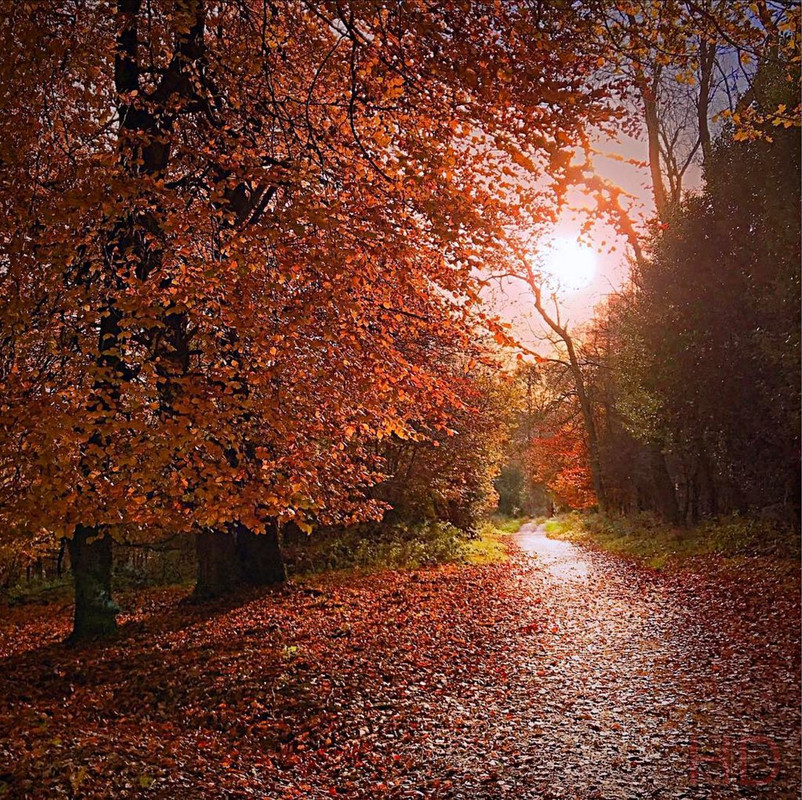 Autmnlwoods-HD.jpg