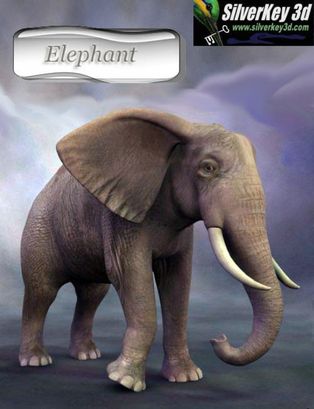 African Elephant