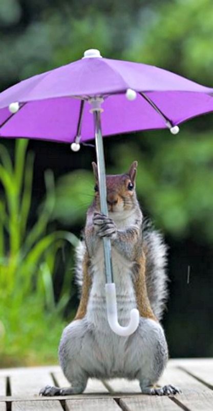 purpleumbrellasquirrel.jpg