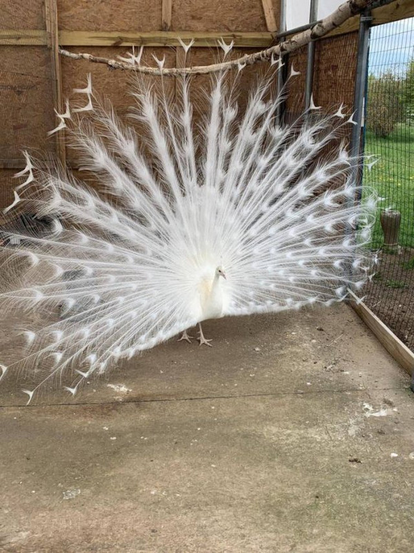 Amazing-3