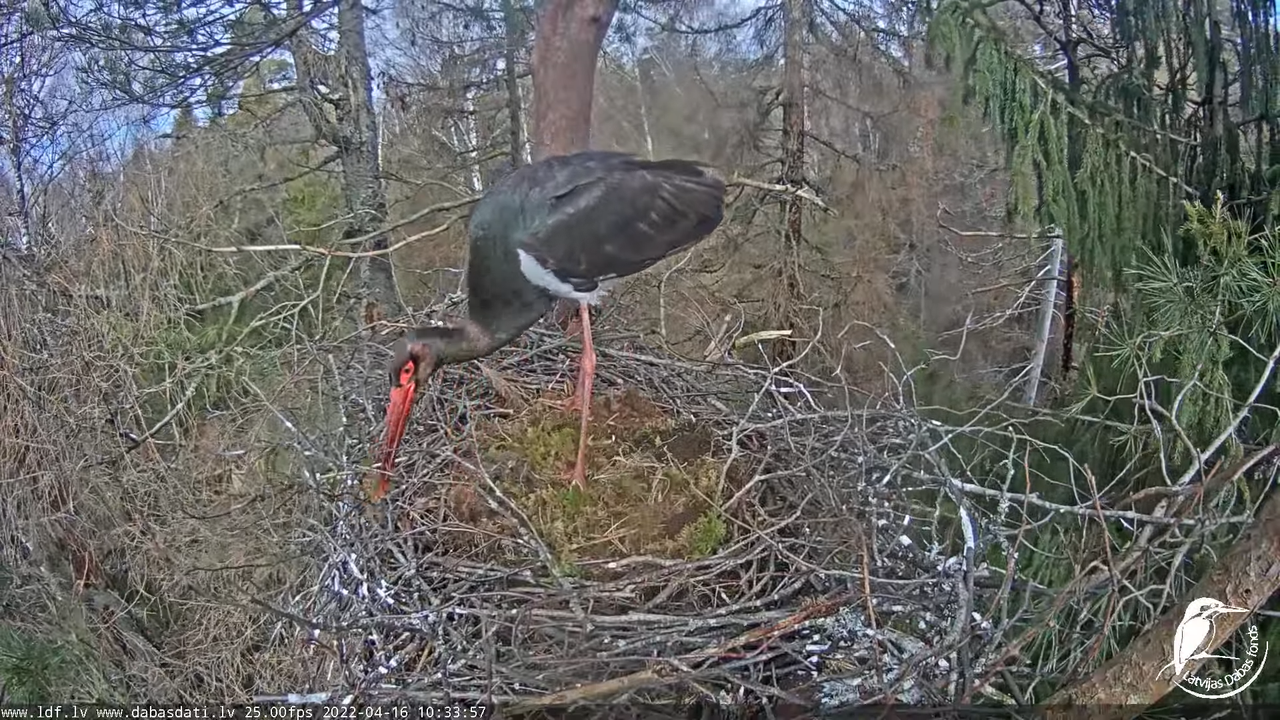Melnais stārķis (Ciconia nigra) Siguldas novadā - LDF tiešraide 13-42-7 screenshot