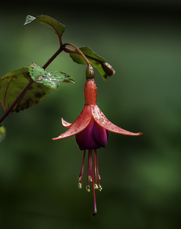 Fotografie