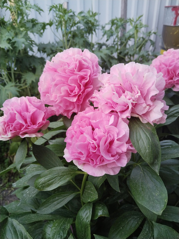 Carnation Bouquet 11