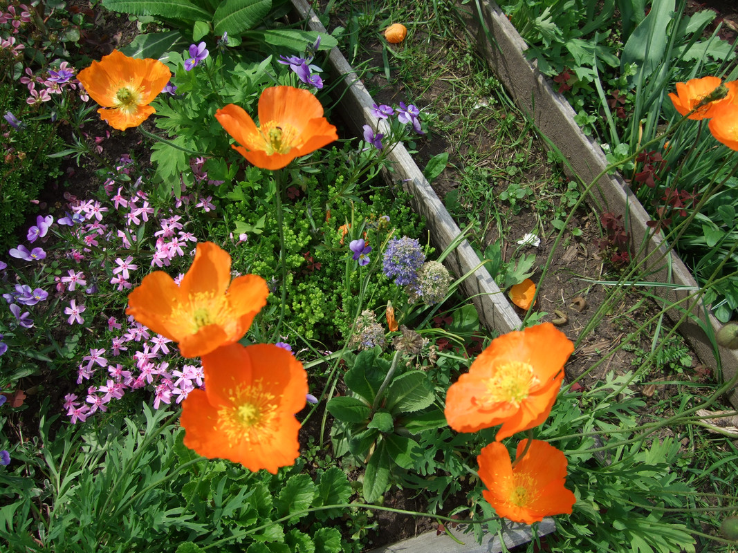 мак альпийский оранжевый