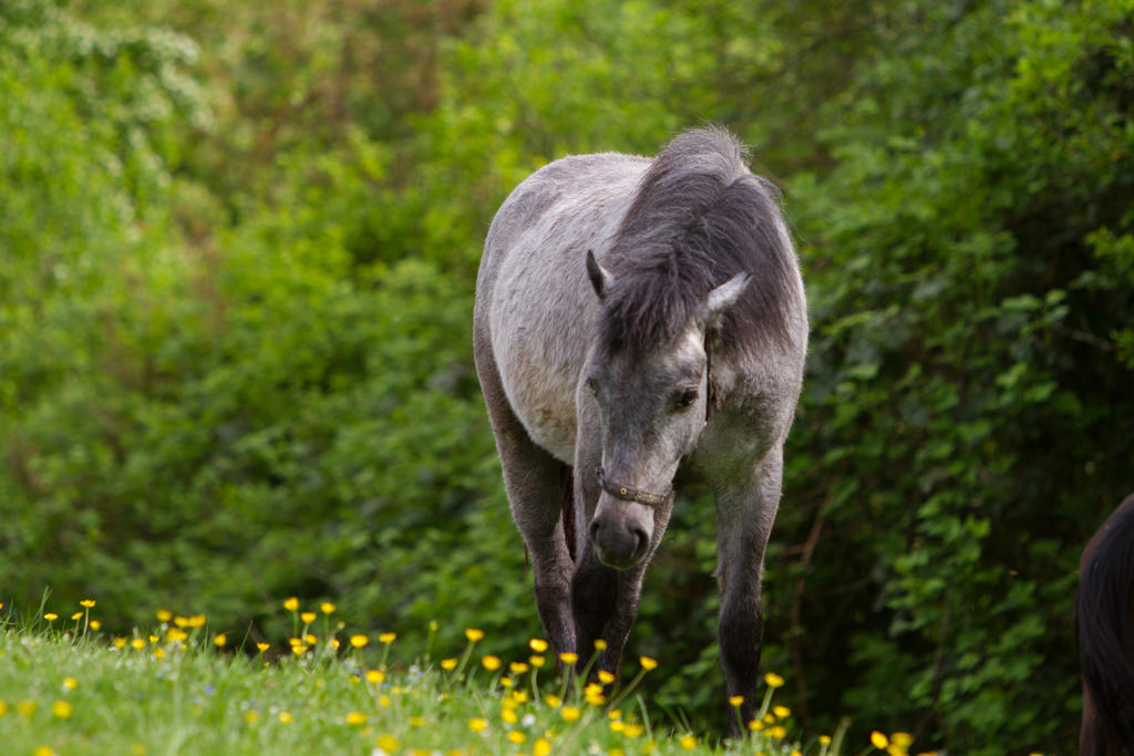 black-blue-roan-pony-welsh-pasture-stock-2-by-luda-stock-d8s90ro-fullview.jpg
