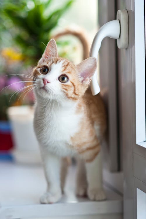 Pet Food Storage Options