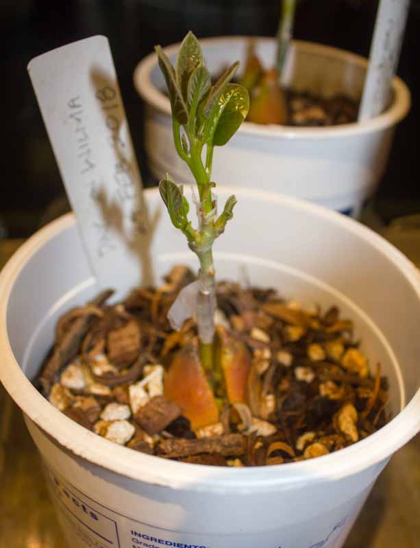 3 rdc 2018-03-27 day avocado (grafted 2018-02-14)