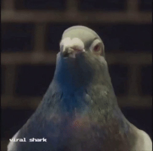 pigeon-dance.gif