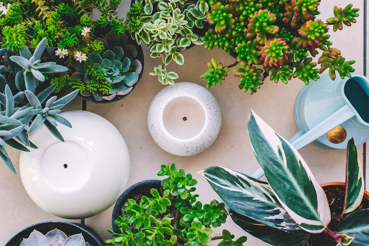 ¿Cómo elegir la maceta correcta para tus plantas?