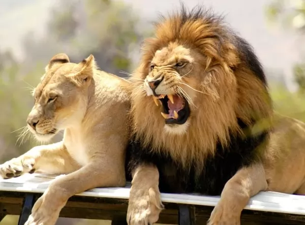 [صورة: lion-facts-with-pictures-and-video-6648-...24728.webp]
