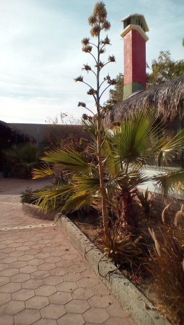 IMG_20170414_1802087_rewind