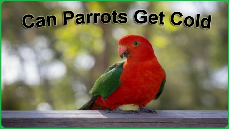 Can Parrots Get Cold
