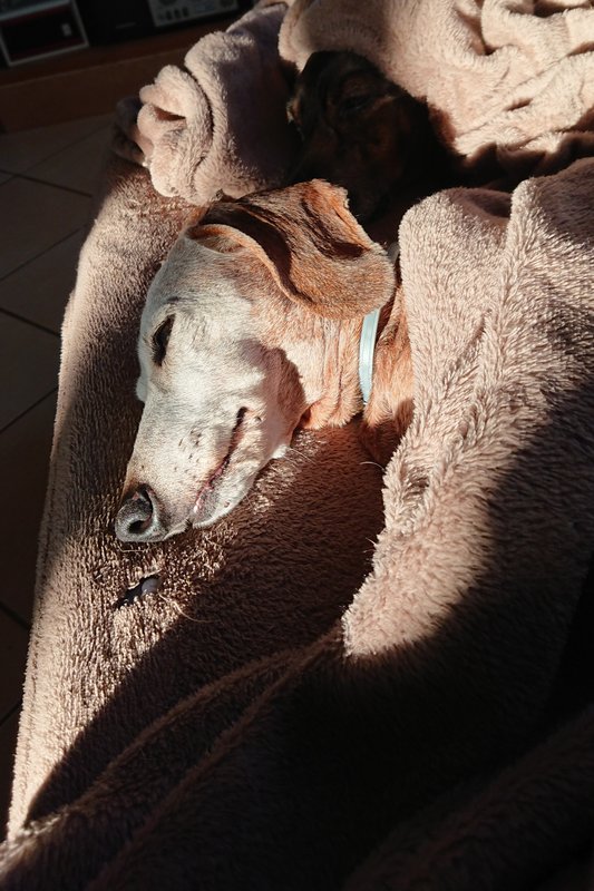 [Image: DSC-2218.jpg]