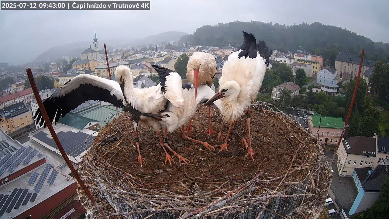 Tiešraide no stārķa ligzdas uz alus darītavas skursteņa Trutnovā 10-53-5 screenshot