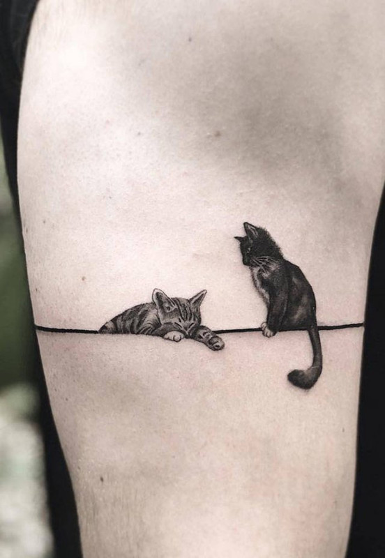 Cats-17