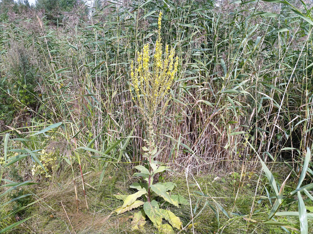 IMG_20190809_135625 (2)