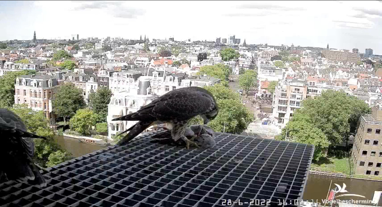 amsterdam - Amsterdam/Rijksmuseum screenshots © Beleef de Lente/Vogelbescherming Nederland - Pagina 34 Video-2022-06-28-161821-Moment-2