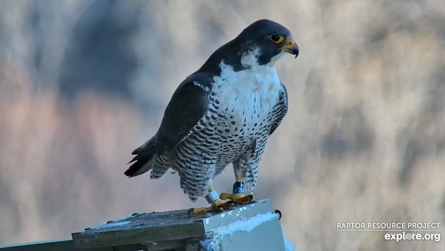 Great spirit bluff Falcons Przechwytywanie-w-trybie-pe-noekranowym-27-02-2024-001343