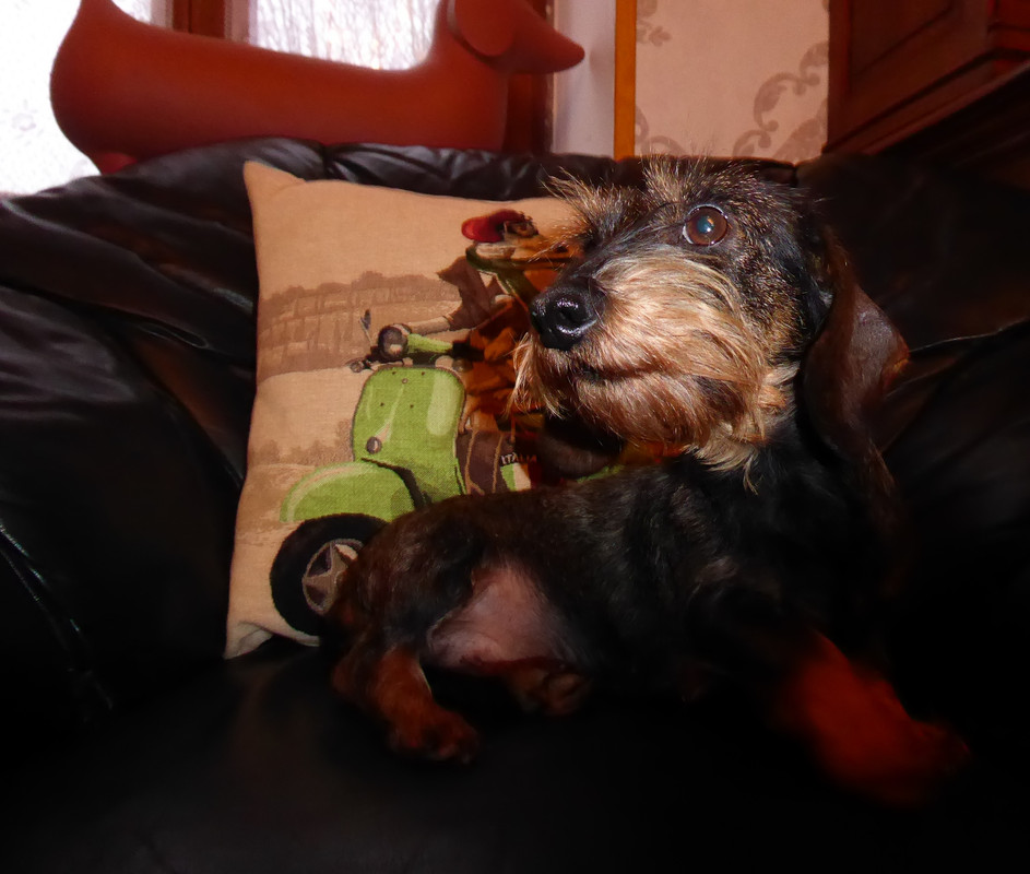 [Image: P1040617.jpg]