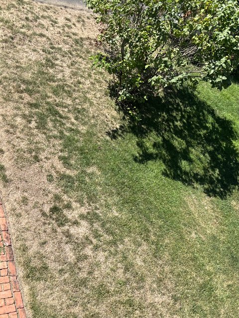 when-to-reseed-zone-7b-lawn-care-forum