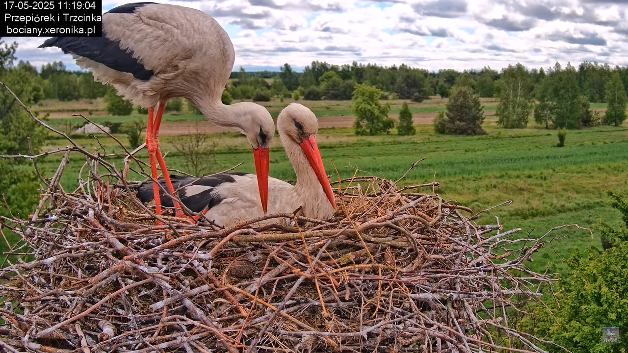 17052025bociany23