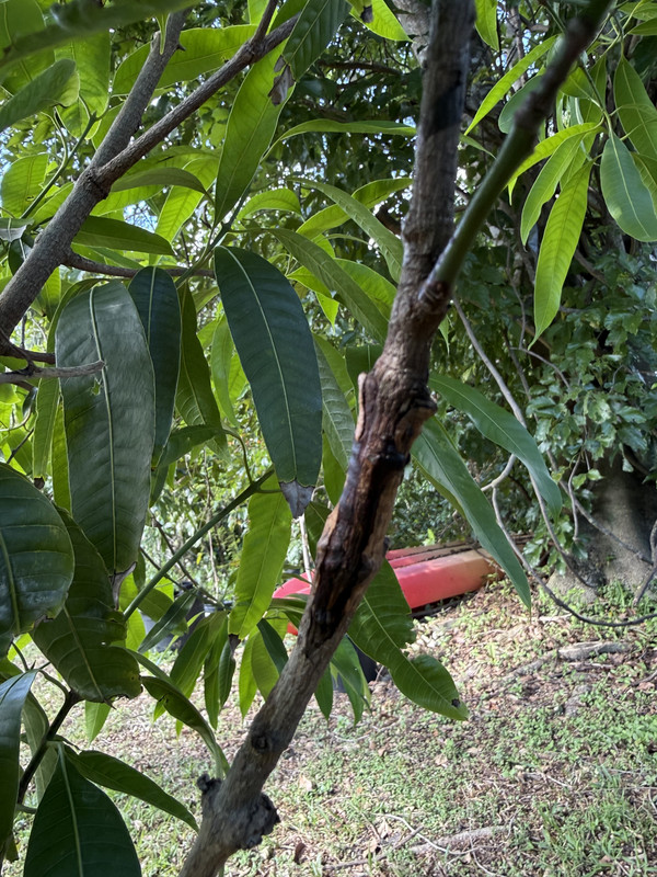 Maprang MCgraft1225j