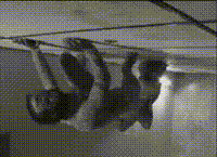 gogu